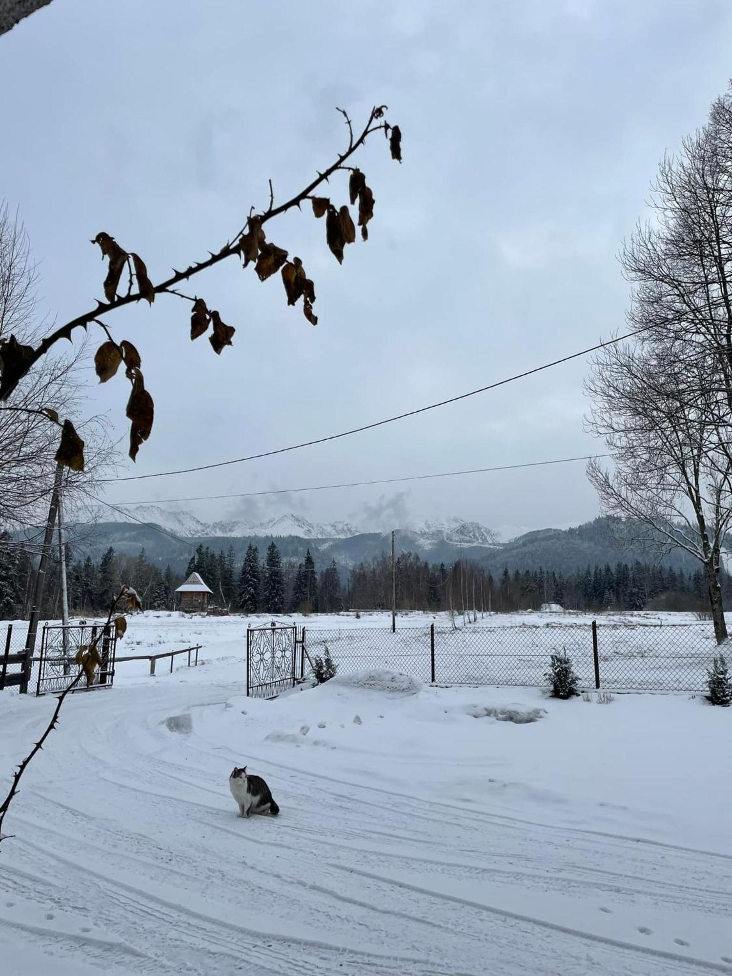 Pensjonat U Doroty, Zakopane - Twoje Miejsce W Gorach Esterno foto